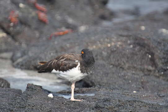 Image de Haematopus palliatus galapagensis Ridgway 1886