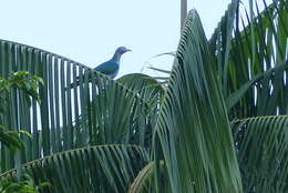 Image of Spectacled Imperial-Pigeon