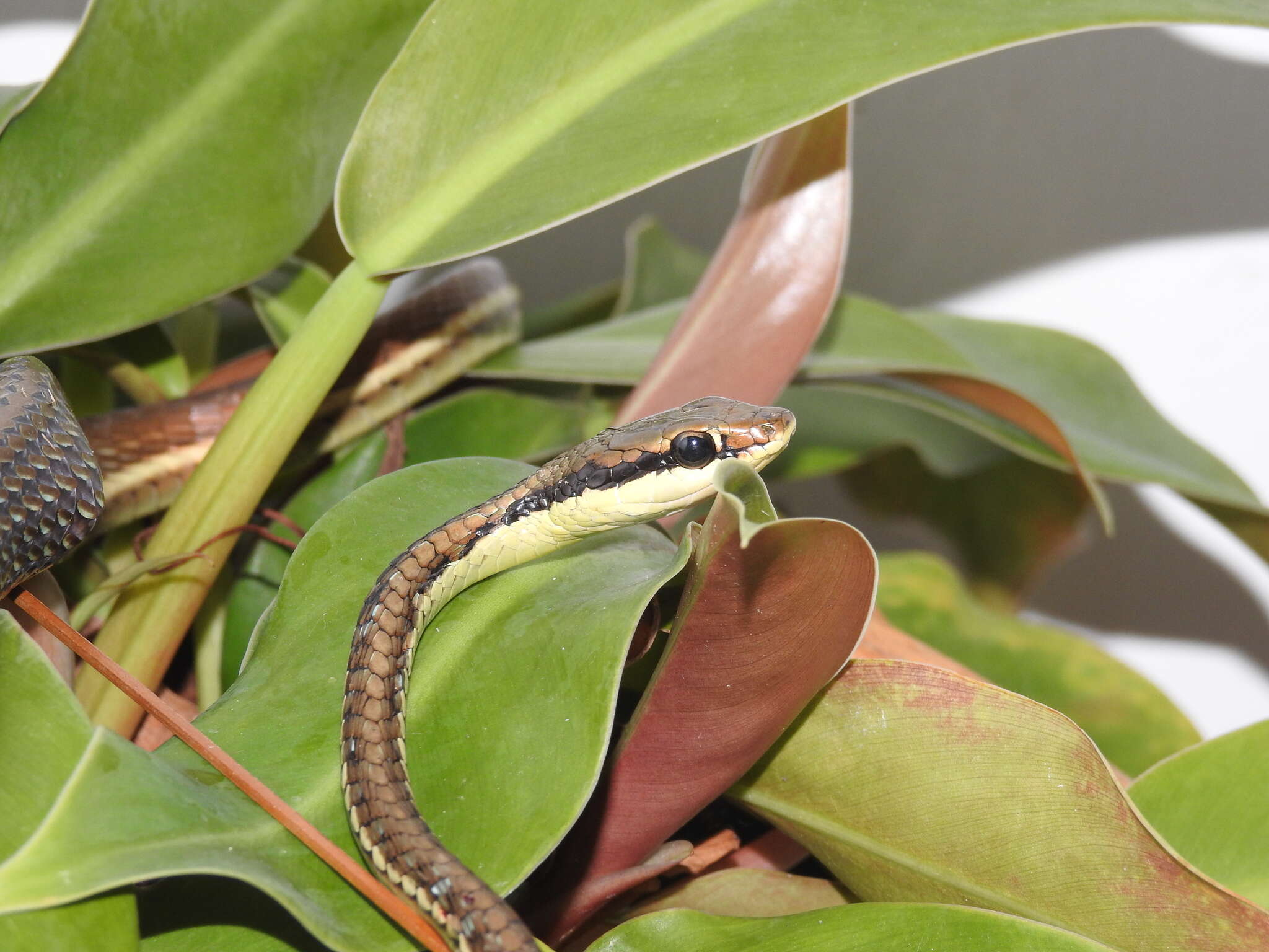 Image of Common Bronze-back