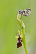 Слика од Ophrys insectifera L.