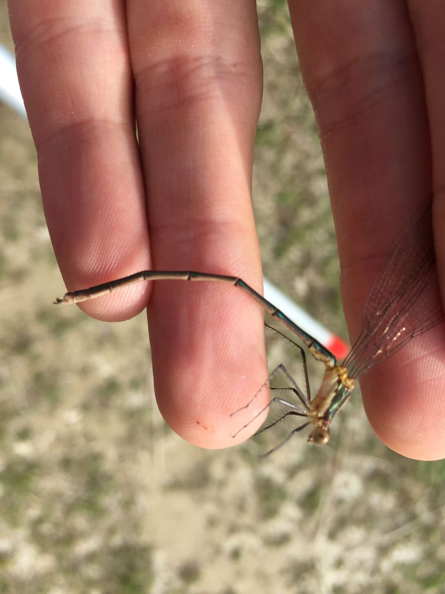 Imagem de Lestes inaequalis Walsh 1862