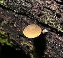 Слика од Simocybe phlebophora E. Horak 1980