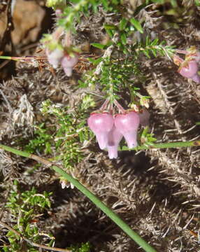 Image of Erica glomiflora var. glomiflora