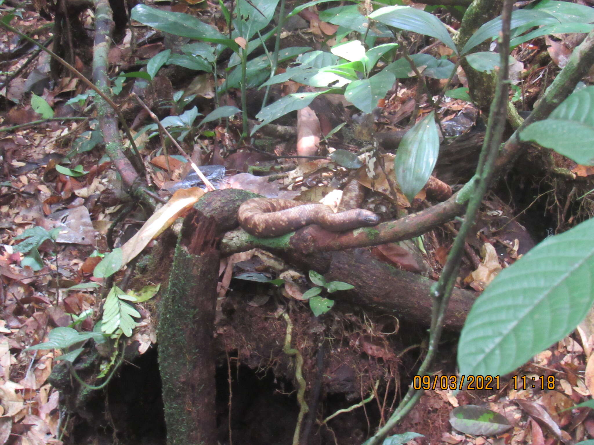 Image of African burrowing python