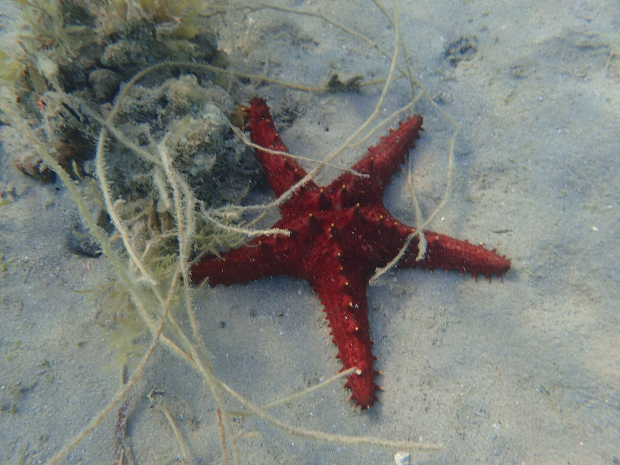 Image of Spotted seastar