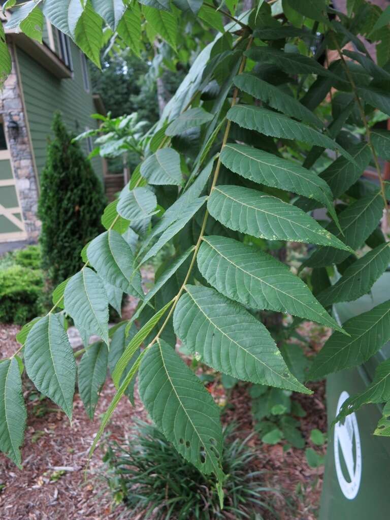 Image of black walnut