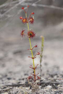 Drosera fimbriata De Buhr的圖片