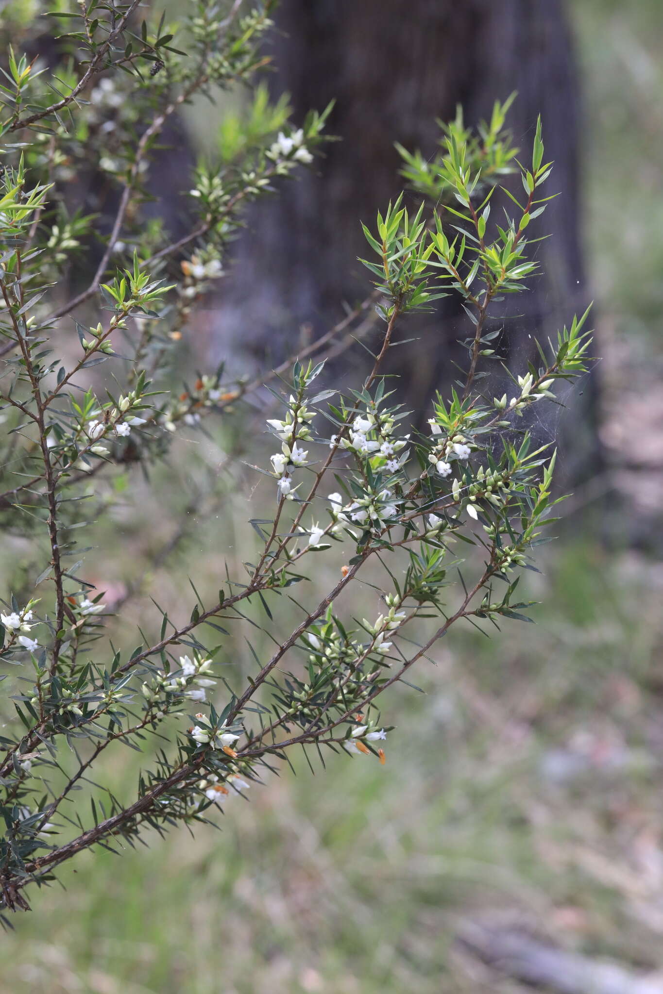 Image of Styphelia trichostyla