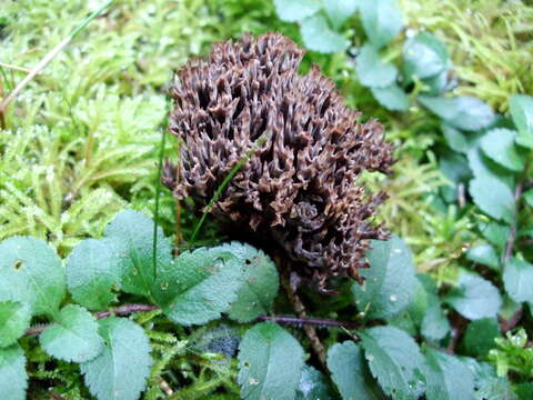 Image of fetid false coral