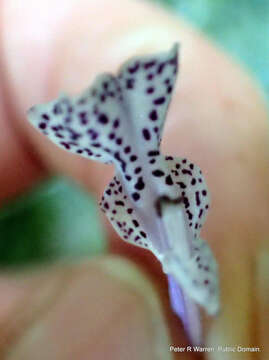 Image of Plectranthus hilliardiae subsp. hilliardiae