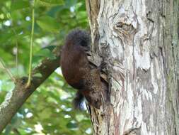 Image of Mutable Sun Squirrel