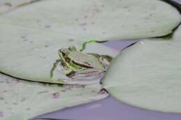 Image of Fukien Gold-striped Pond Frog