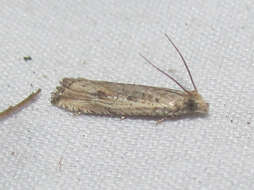 Image of Javelin Moth