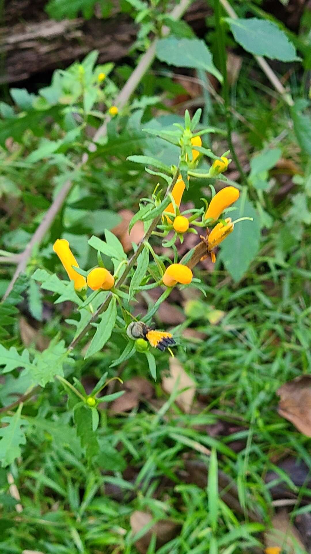 Image de Macranthera flammea (Bartr.) Pennell