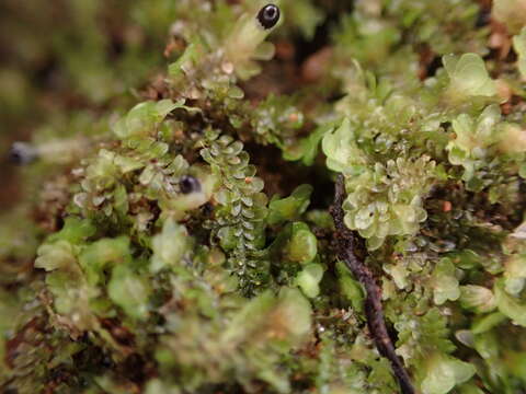 Image of Diplophyllum obtusifolium (Hook.) Dumort.