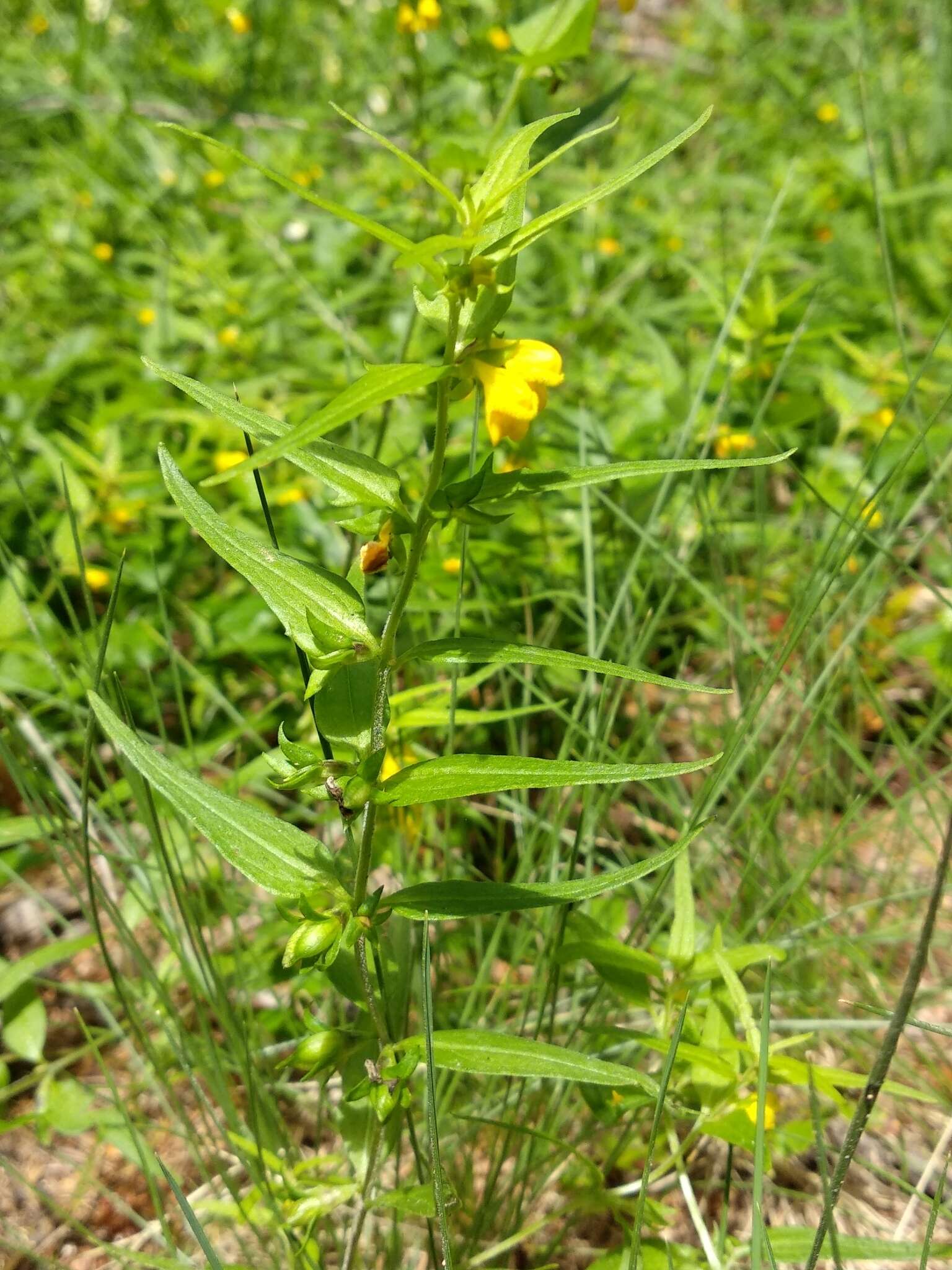 Image of Small cow-wheat