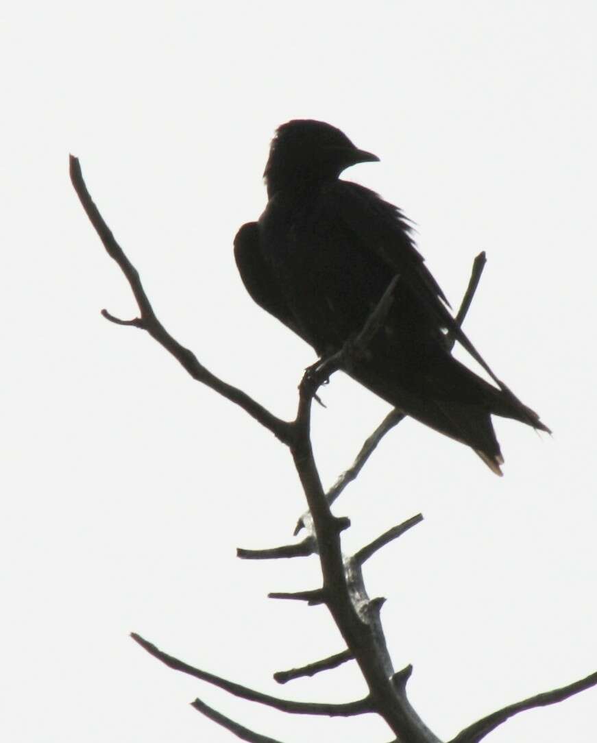 Image of Cuban Martin