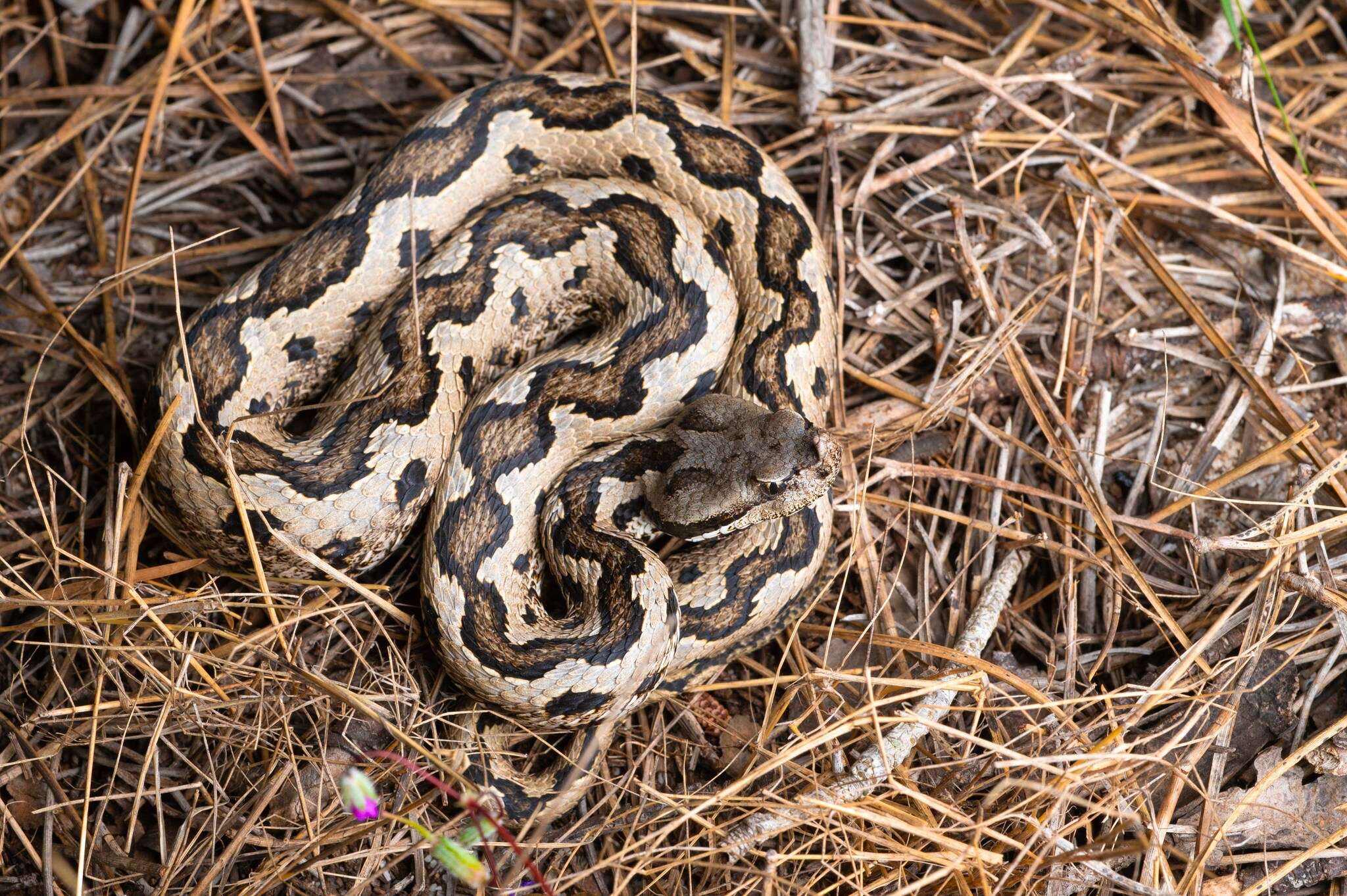 Image of Vipera latastei gaditana Saint Girons 1977