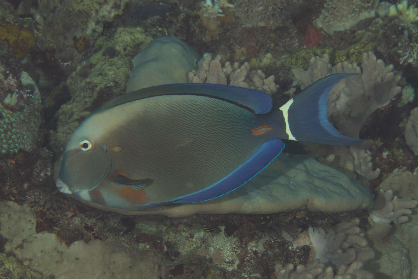 Image of Orange socket surgeonfish