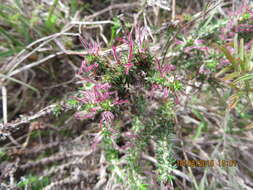 Image of Nenax acerosa subsp. macrocarpa (Eckl. & Zeyh.) Puff