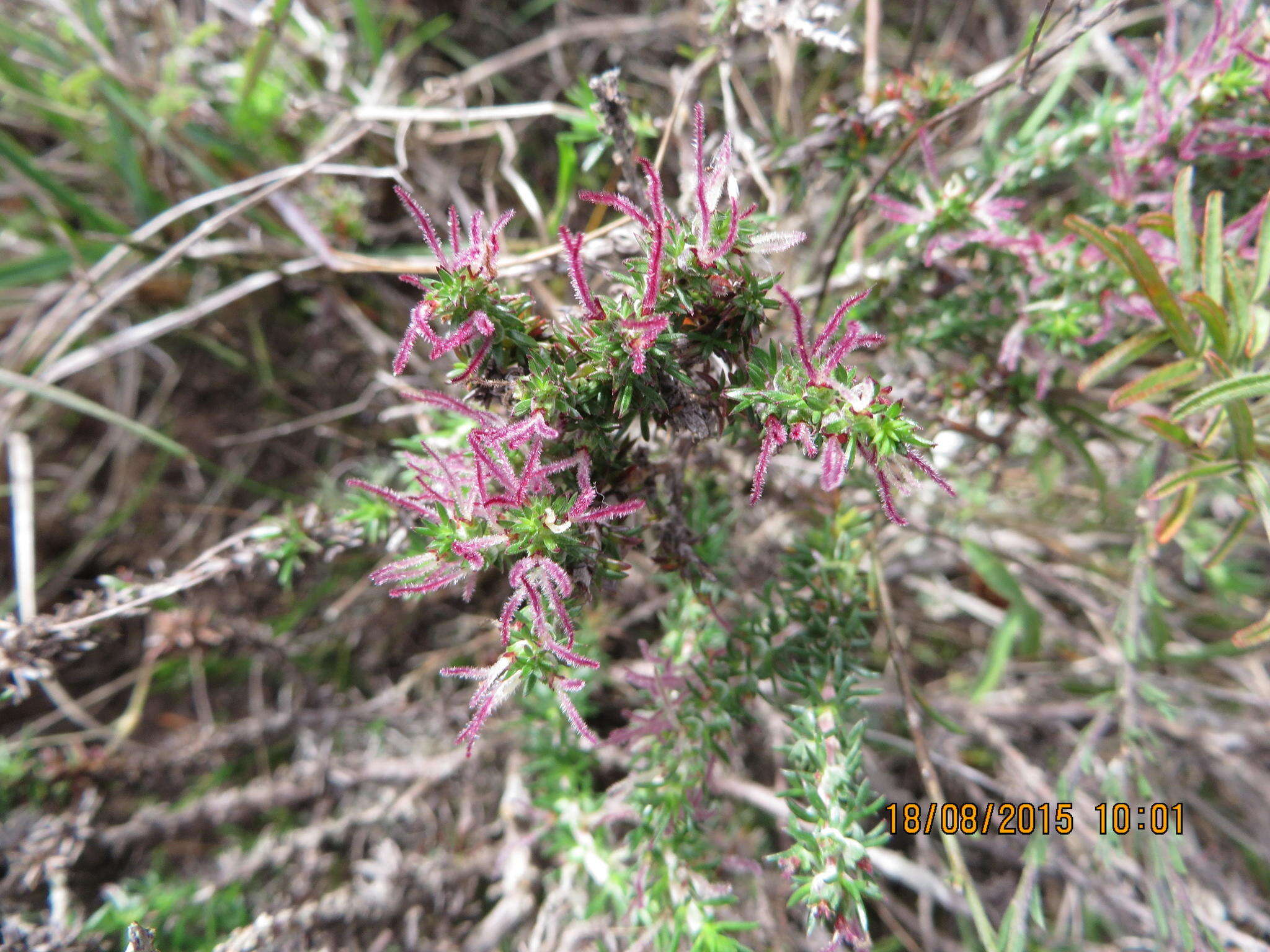 Image of Nenax acerosa subsp. macrocarpa (Eckl. & Zeyh.) Puff