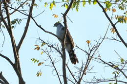 Image of Bicolored Hawk