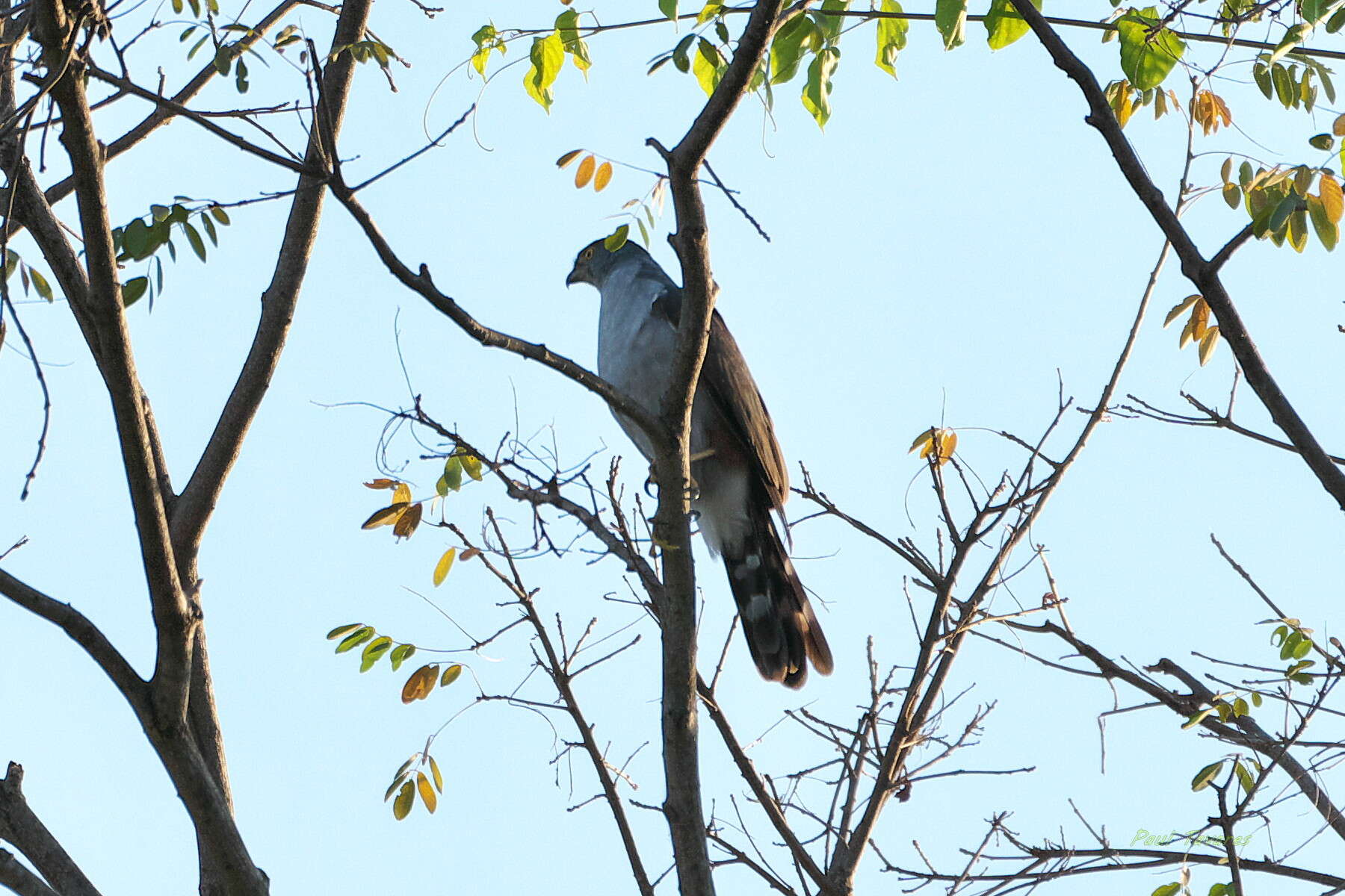 Image of Bicolored Hawk