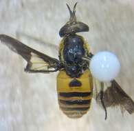 Image of Chrysops venus Philip 1950