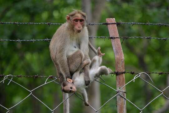 Image of Bonnet Macaque