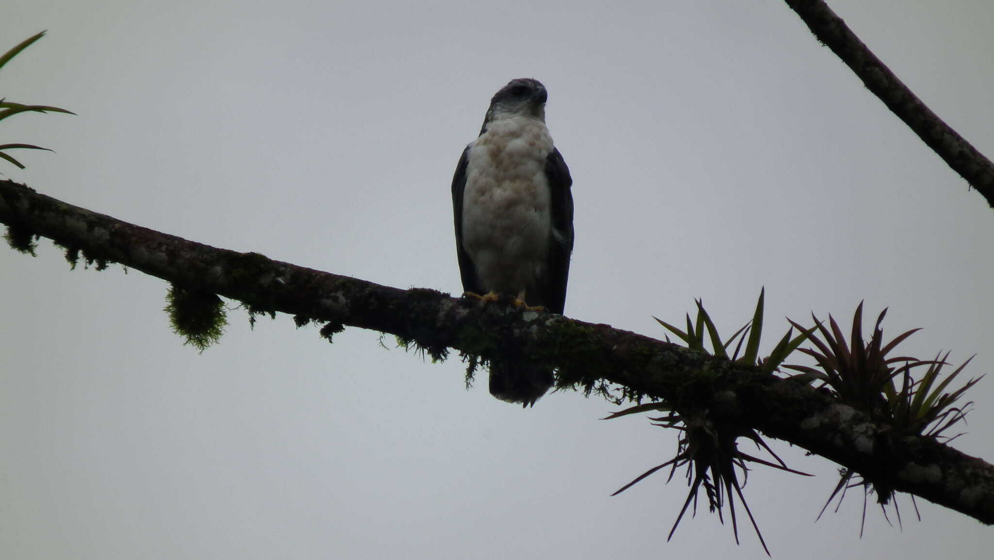 Image of Gray-backed Hawk