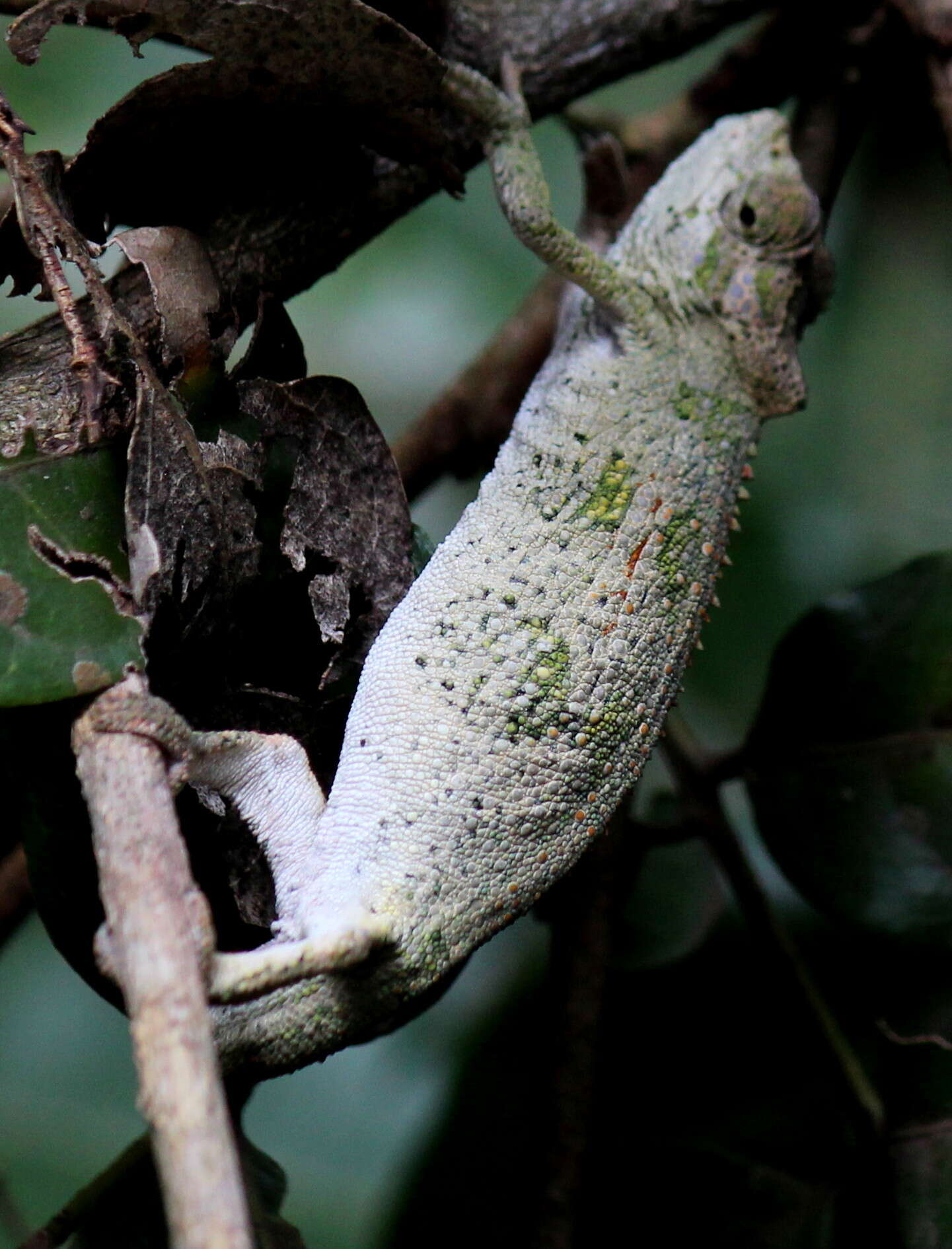 Image of Dhlinza Dwarf Chameleon