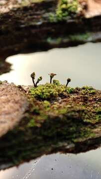 Image of needle lichen