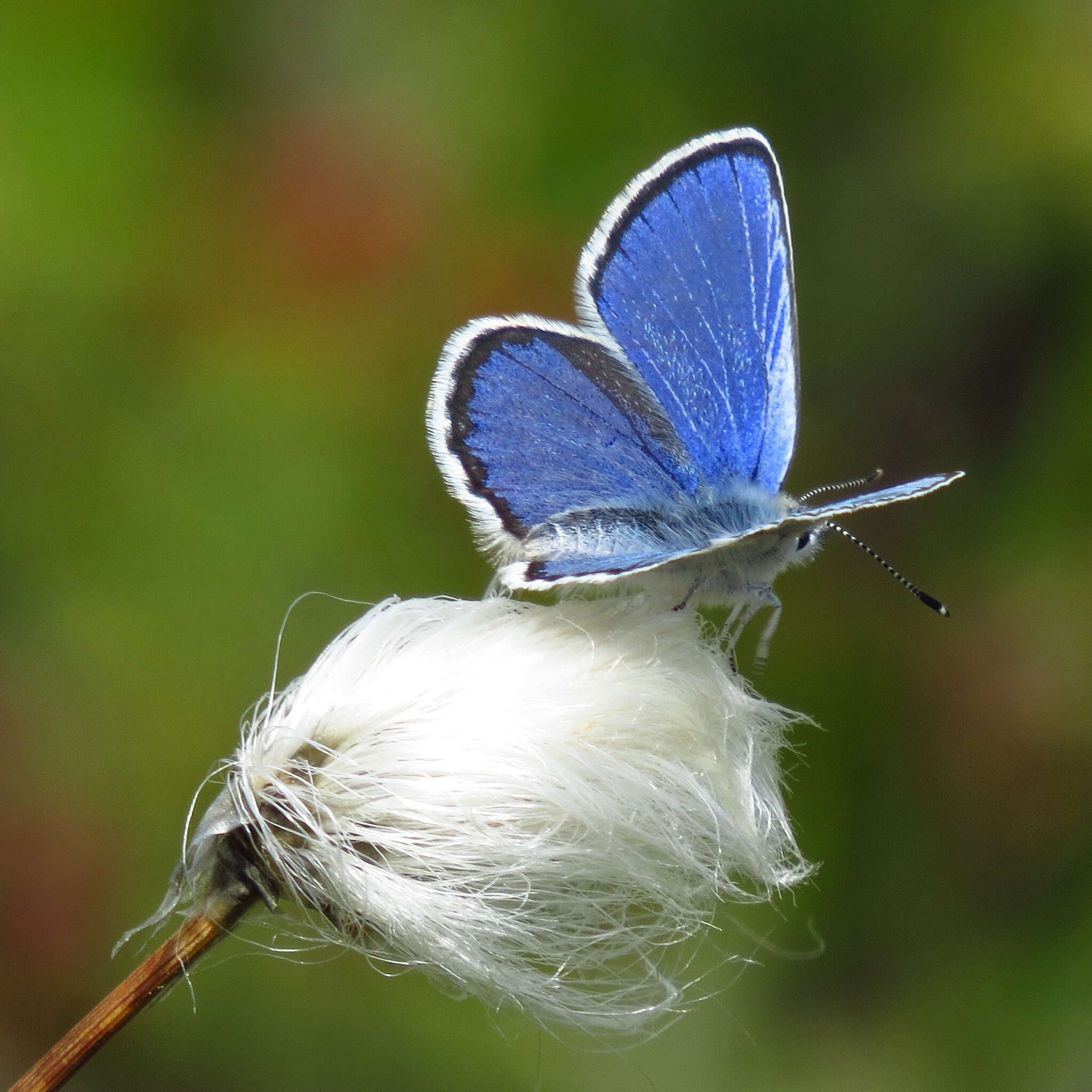 Image of <i>Plebejus idas empetri</i> T. Freeman 1938