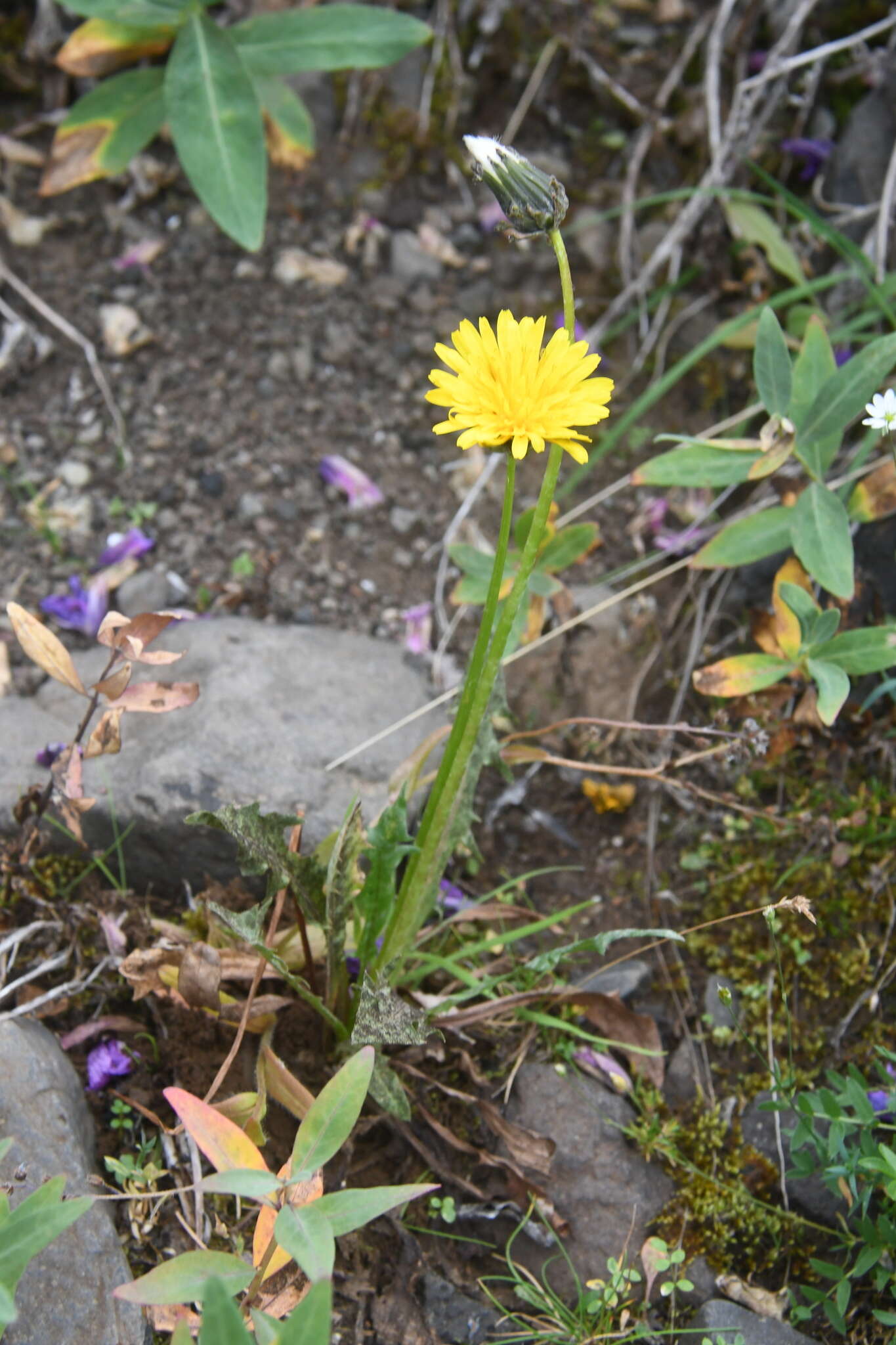 Image of Taraxacum acricorne Dahlst.