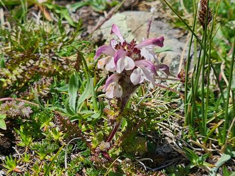 Image of Pedicularis crassirostris Bunge