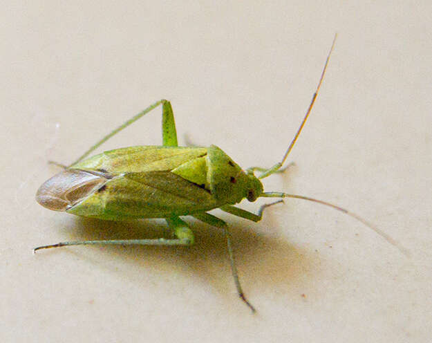 Image of Potato Bug