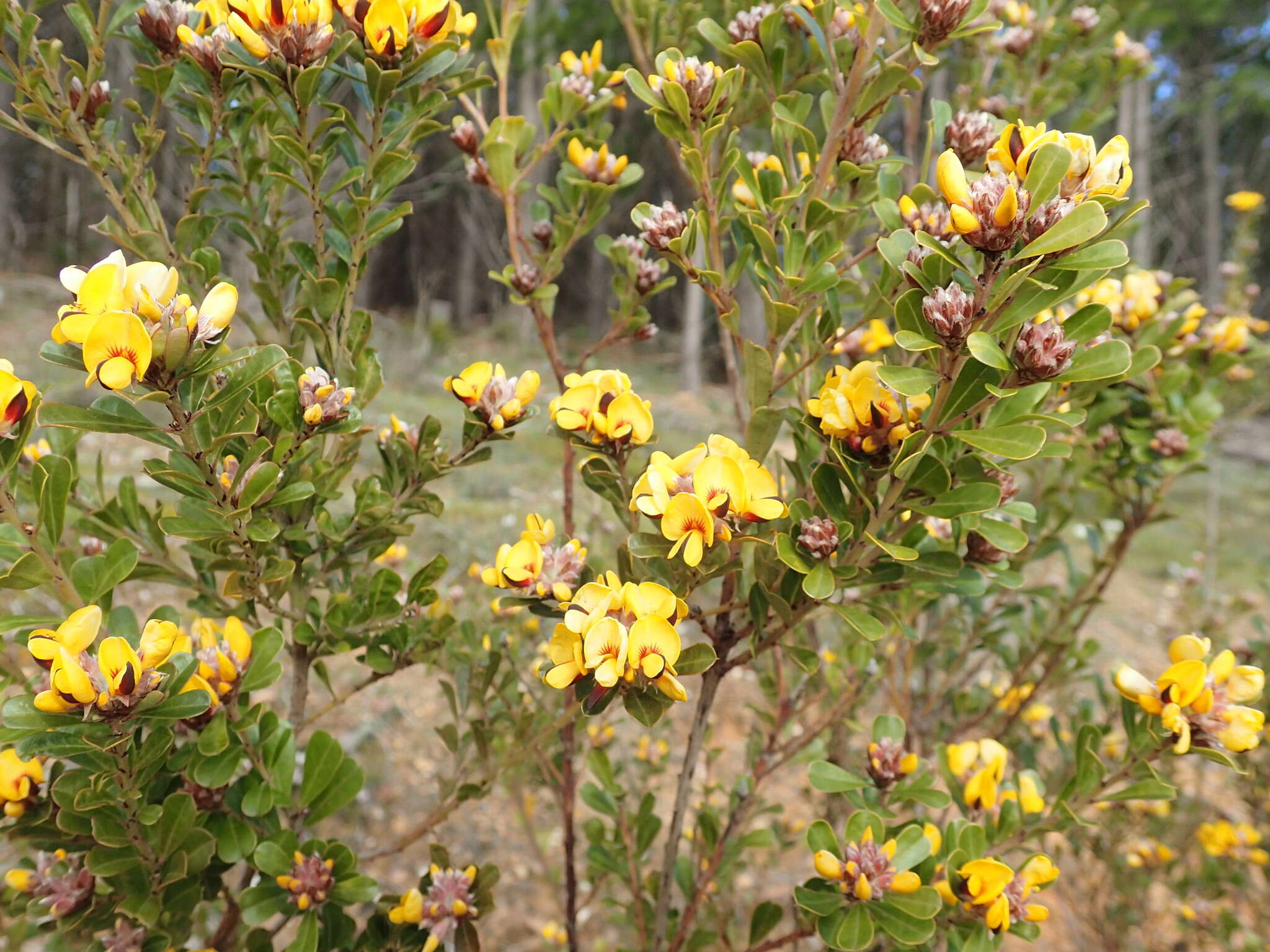 Sivun Pultenaea daphnoides Wendl. kuva