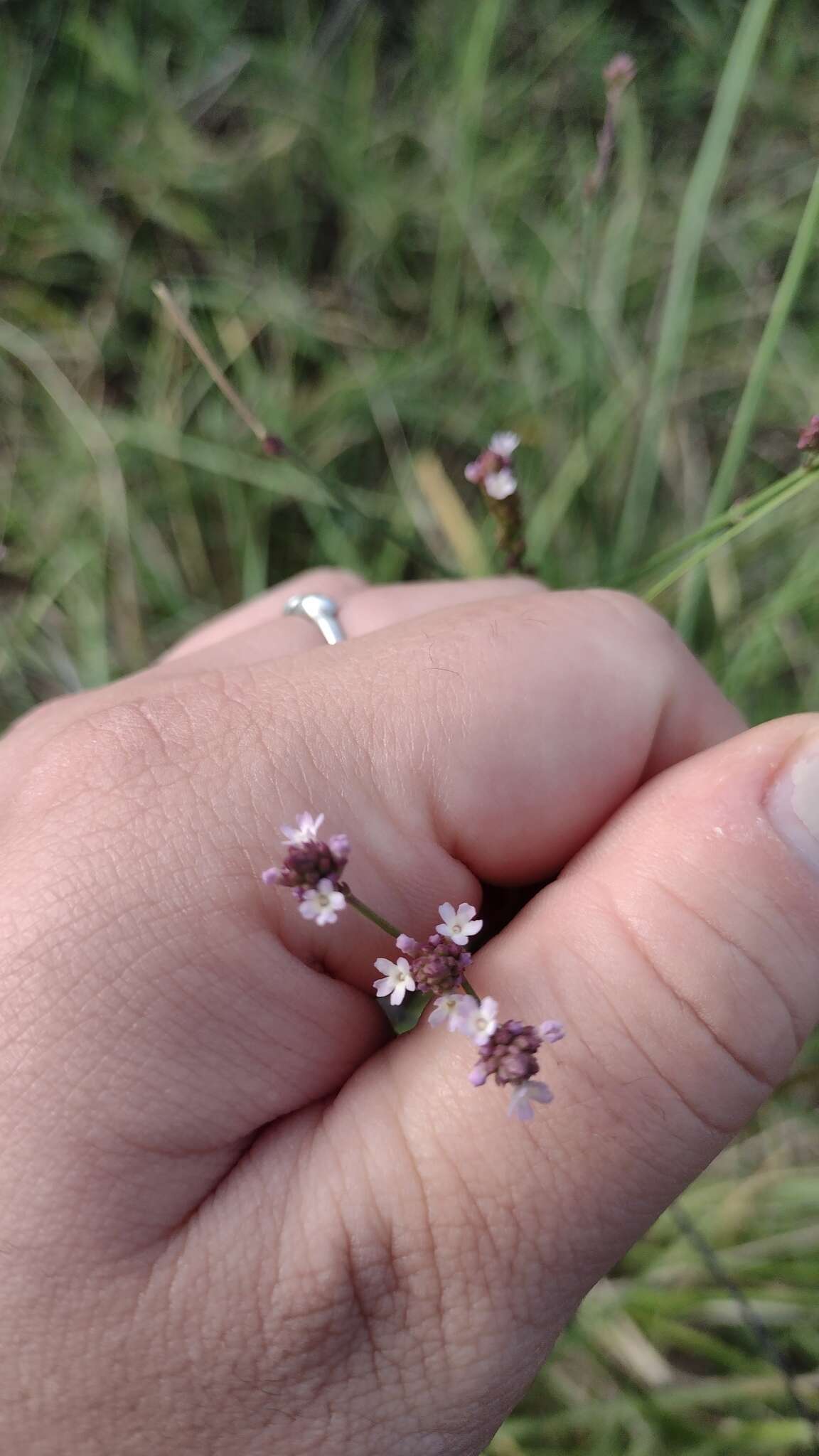 Imagem de Verbena montevidensis Spreng.