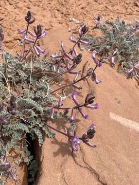 Image of woolly locoweed