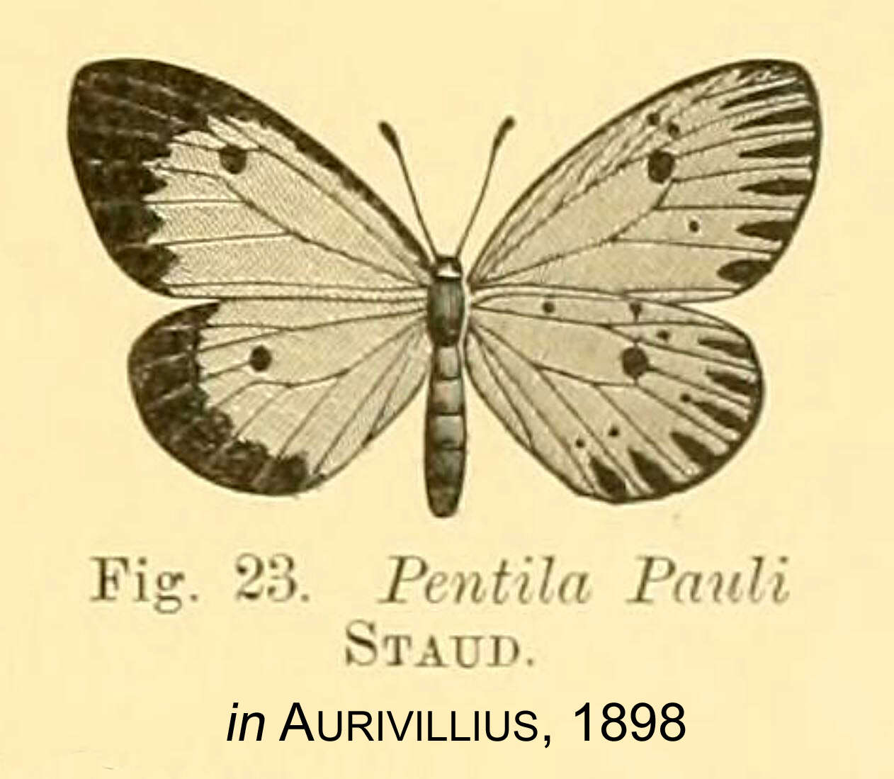 Image of Pentila pauli Staudinger 1888