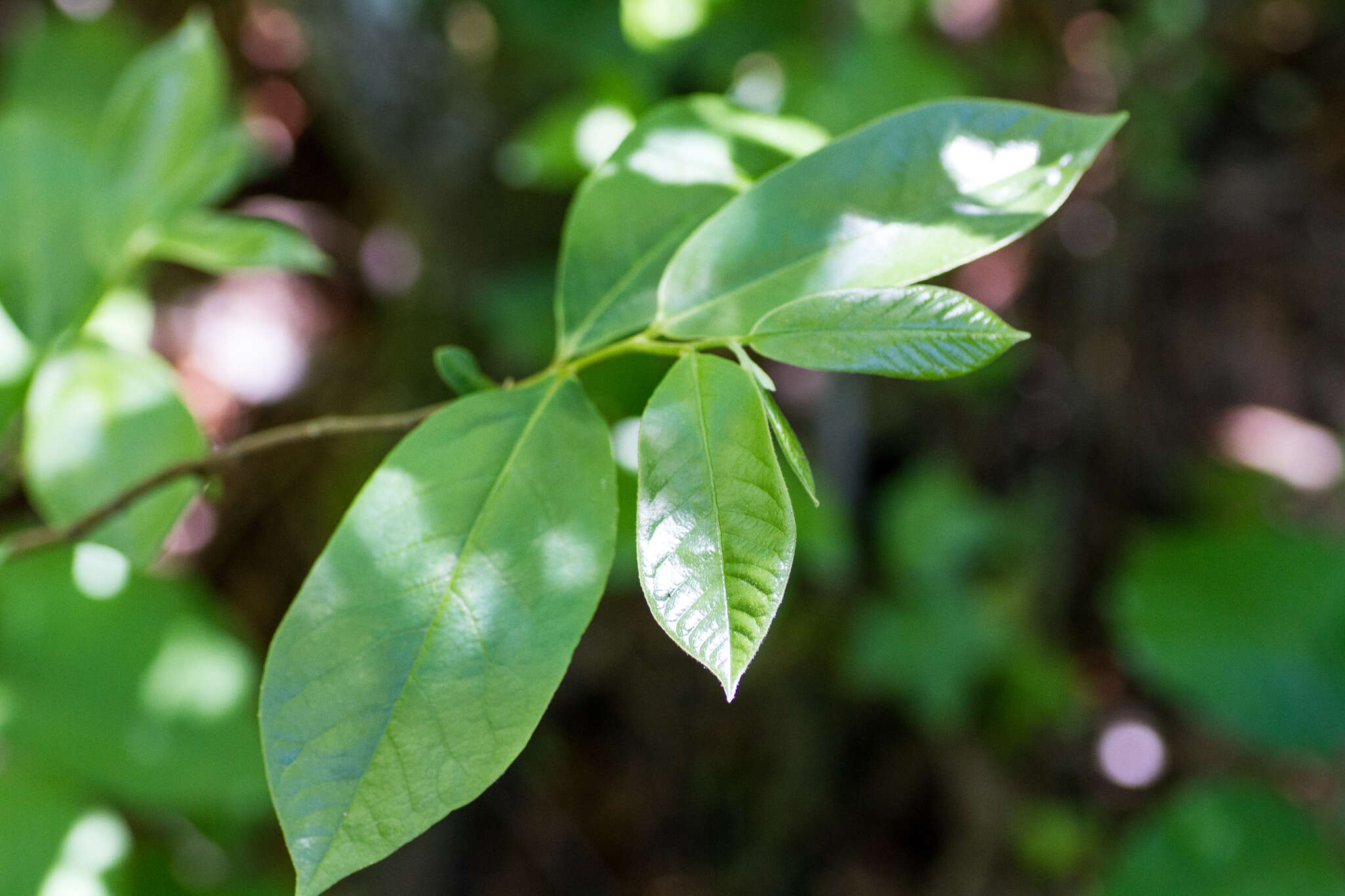 Image of Small-Flower Pawpaw