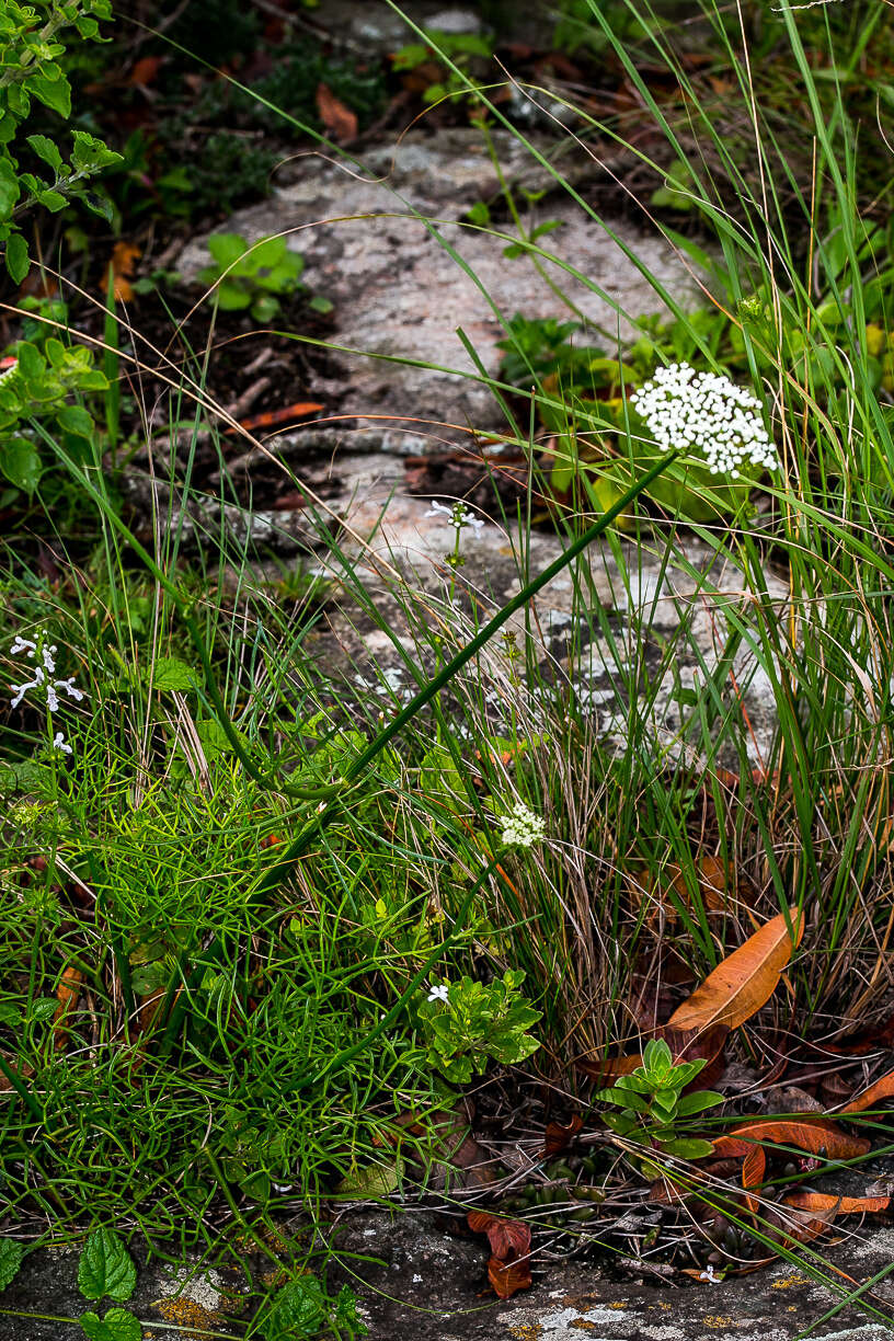 Image of Stenosemis angustifolia E. Mey. ex Harv. & Sond.