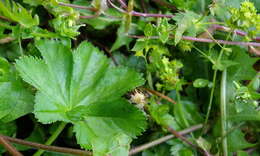 صورة Alchemilla filicaulis Buser