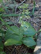 Image of Broadlipped twayblade