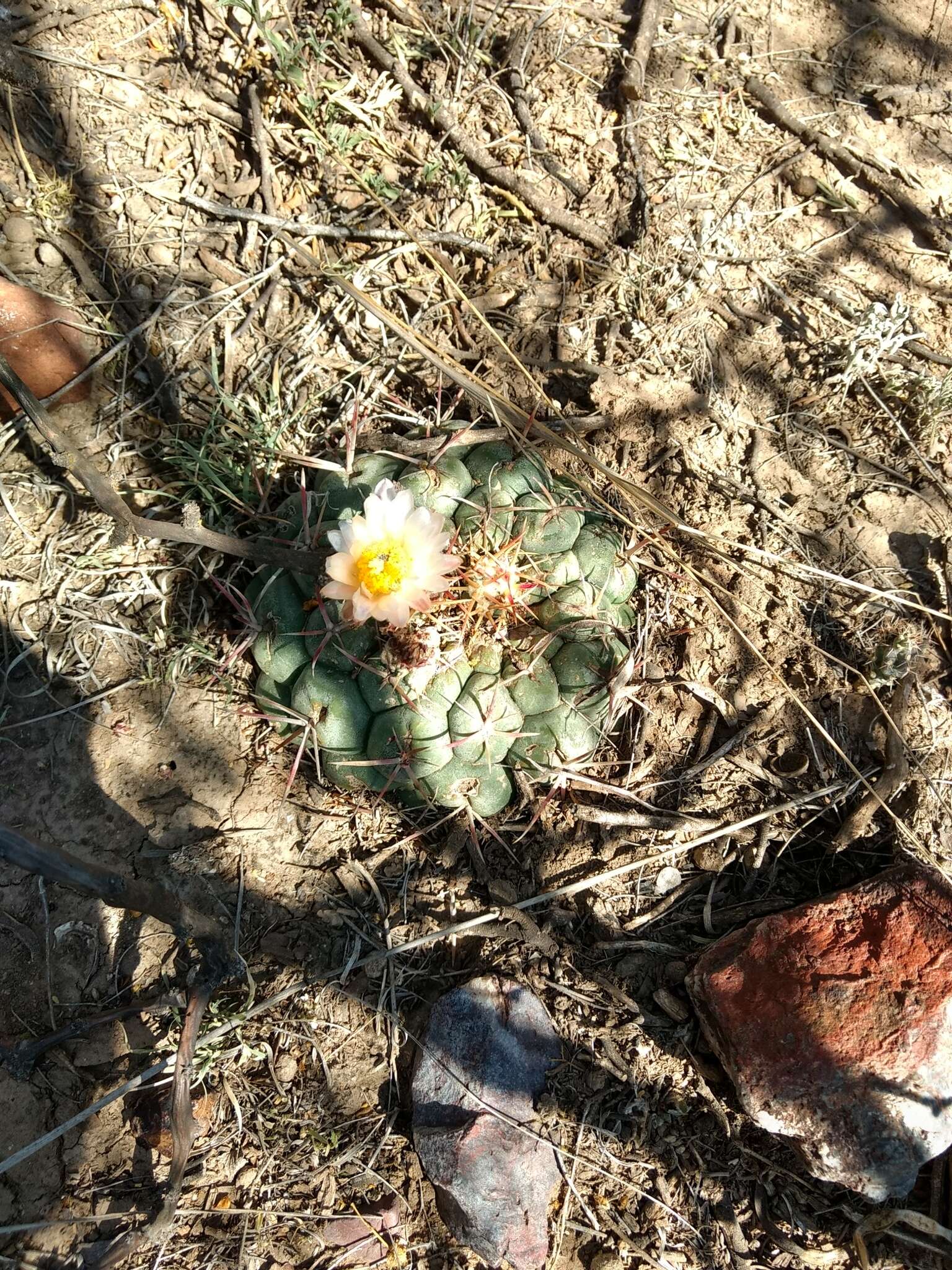 Image of Thelocactus hexaedrophorus (Lem.) Britton & Rose