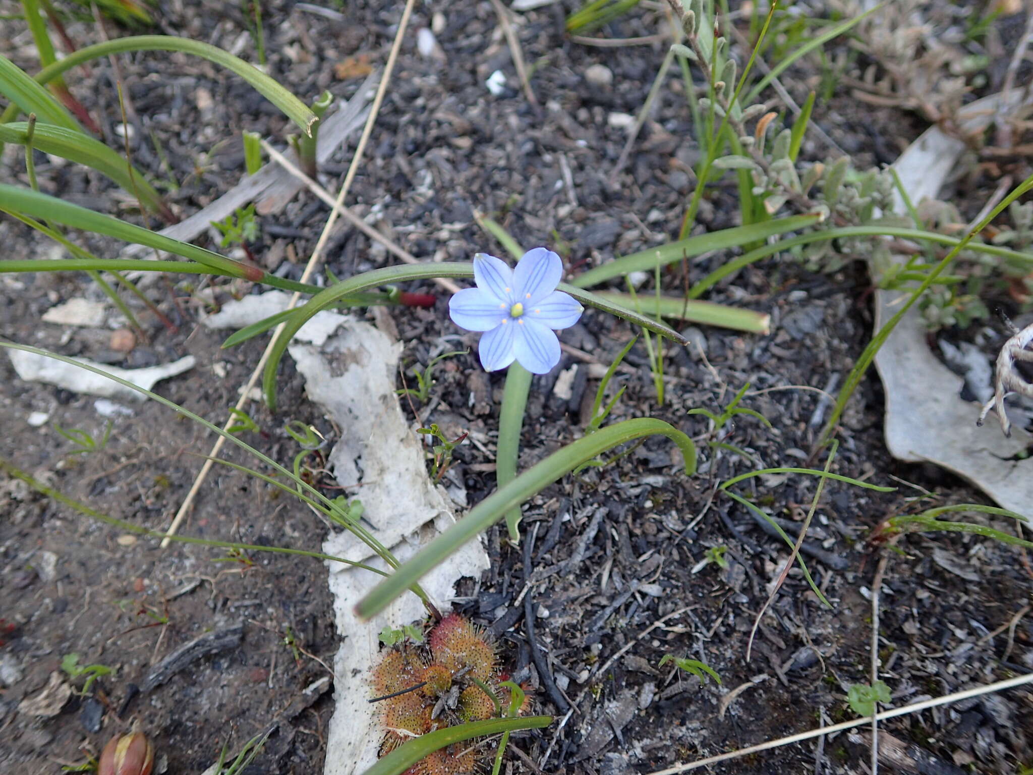 Chamaescilla corymbosa (R. Br.) F. Muell. ex Benth. resmi