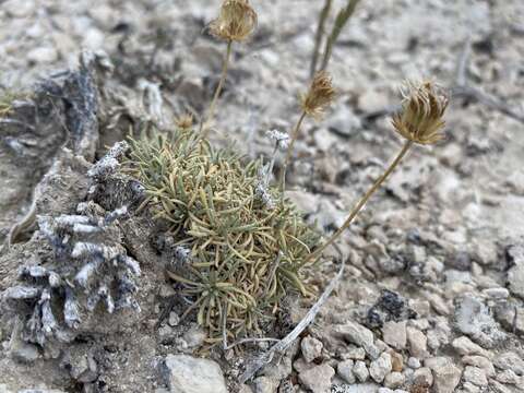 Image de Erigeron compactus Blake