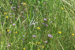 Image of Sisyrinchium platense I. M. Johnst.