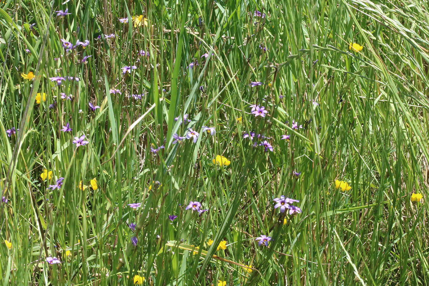 Sisyrinchium platense I. M. Johnst.的圖片