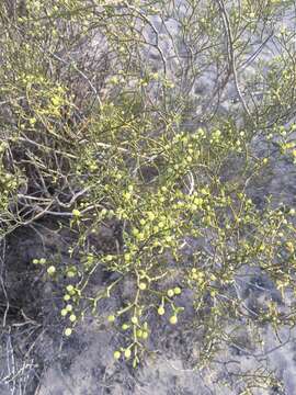 Image of Tetraena madagascariensis (Baill.) Beier & Thulin